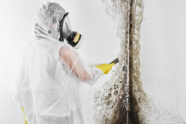 Mold Removal and Inspection in Crooked River Ranch, OR