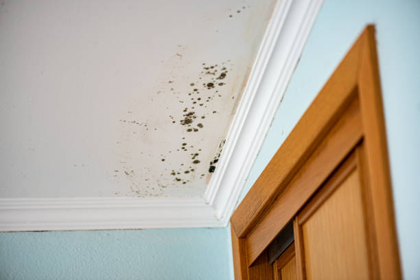 Crawl Space Mold Removal in Crooked River Ranch, OR