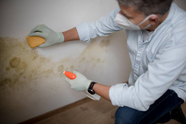 Mold Removal and Inspection in Crooked River Ranch, OR