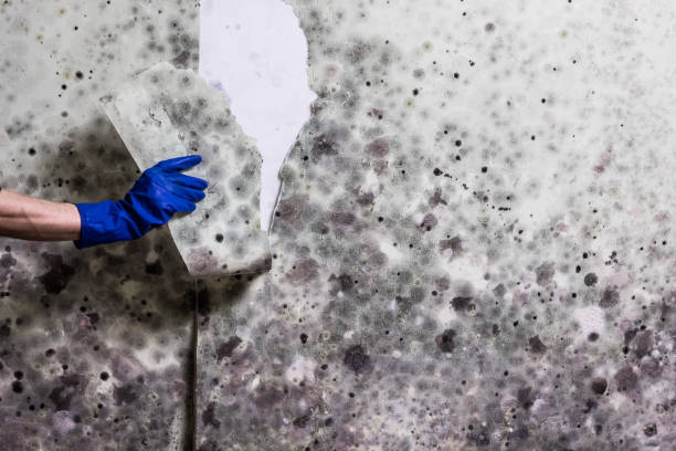Best Commercial Mold Removal  in Crooked River Ranch, OR